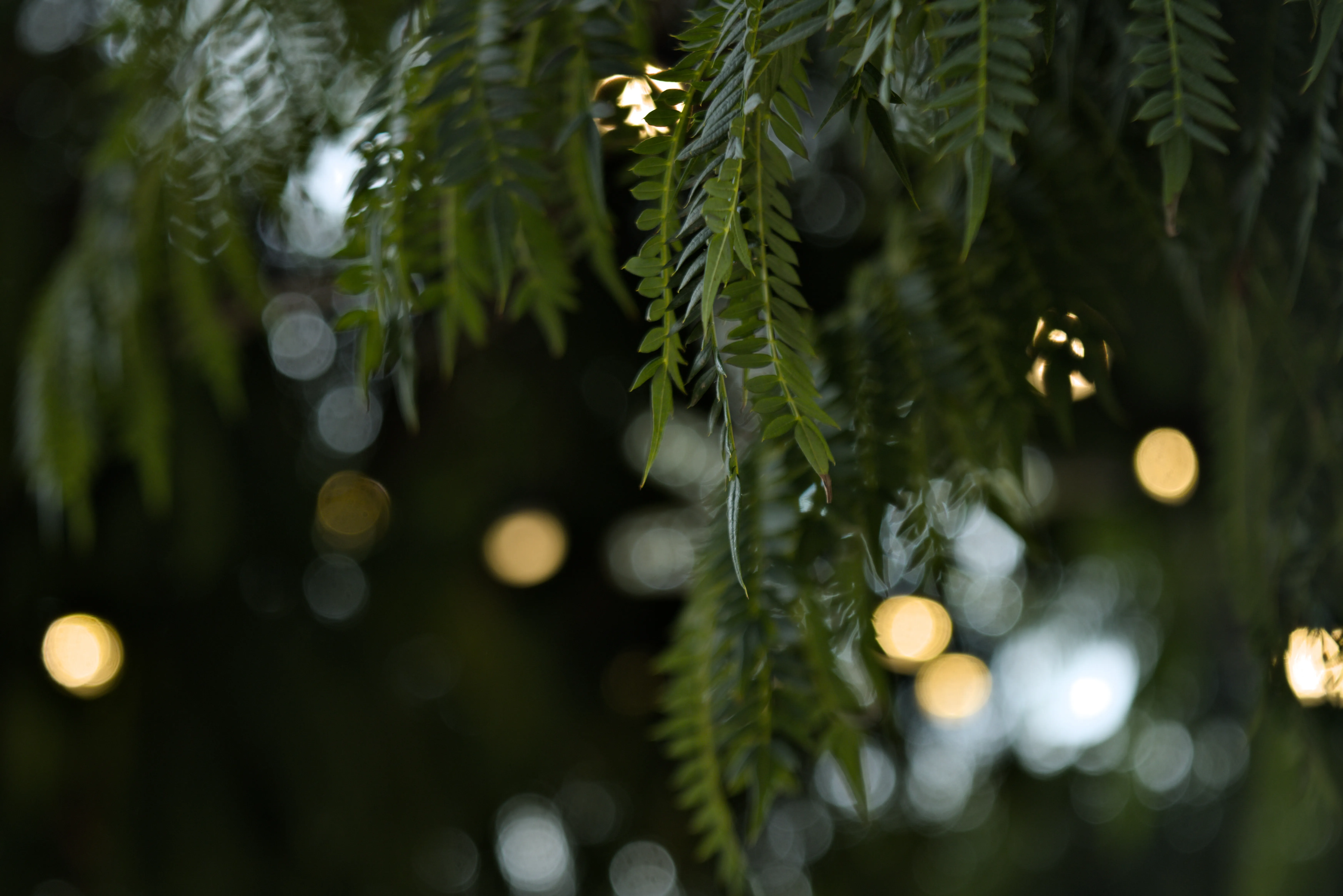 Industar-50-2 50mm f3.5 (M42) - _I4A7607.webp